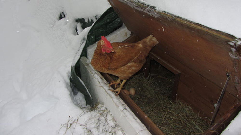 Hühner legen Eier auch im Winter