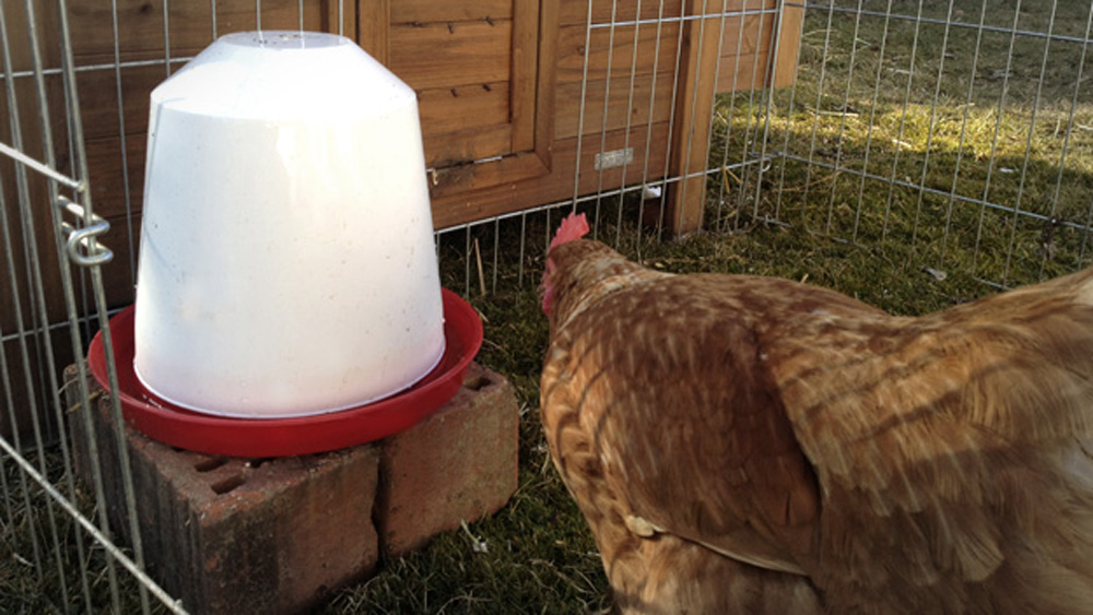 Hühner Wasserautomat