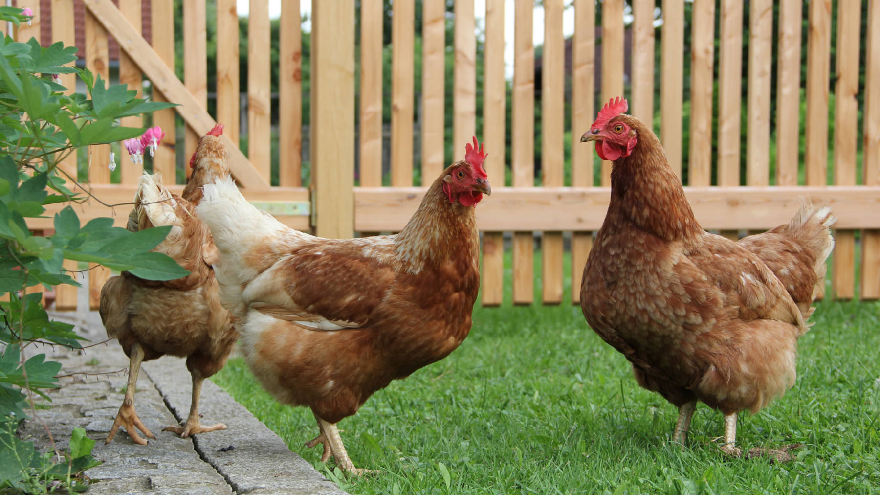 Hühner Halten im Garten - Hühner Haltung - Alle Infos über Hühner
